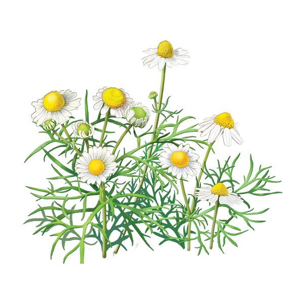 Bunga Clipart PNG Transparent Image 18