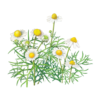 Bunga Clipart PNG Transparent Image 18