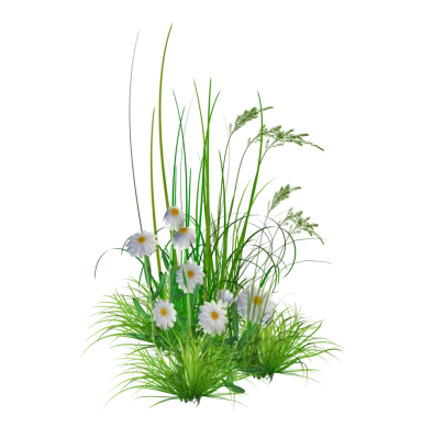 Bunga Clipart PNG Transparent Image