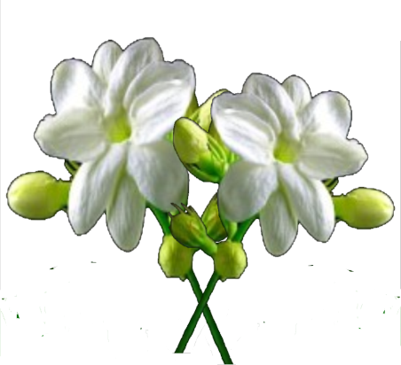 Flower/Bunga Illustration PNG Download 1