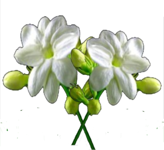 Flower/Bunga Illustration PNG Download 1