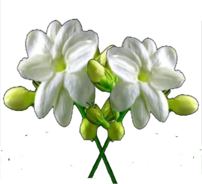 Flower/Bunga Illustration PNG Download