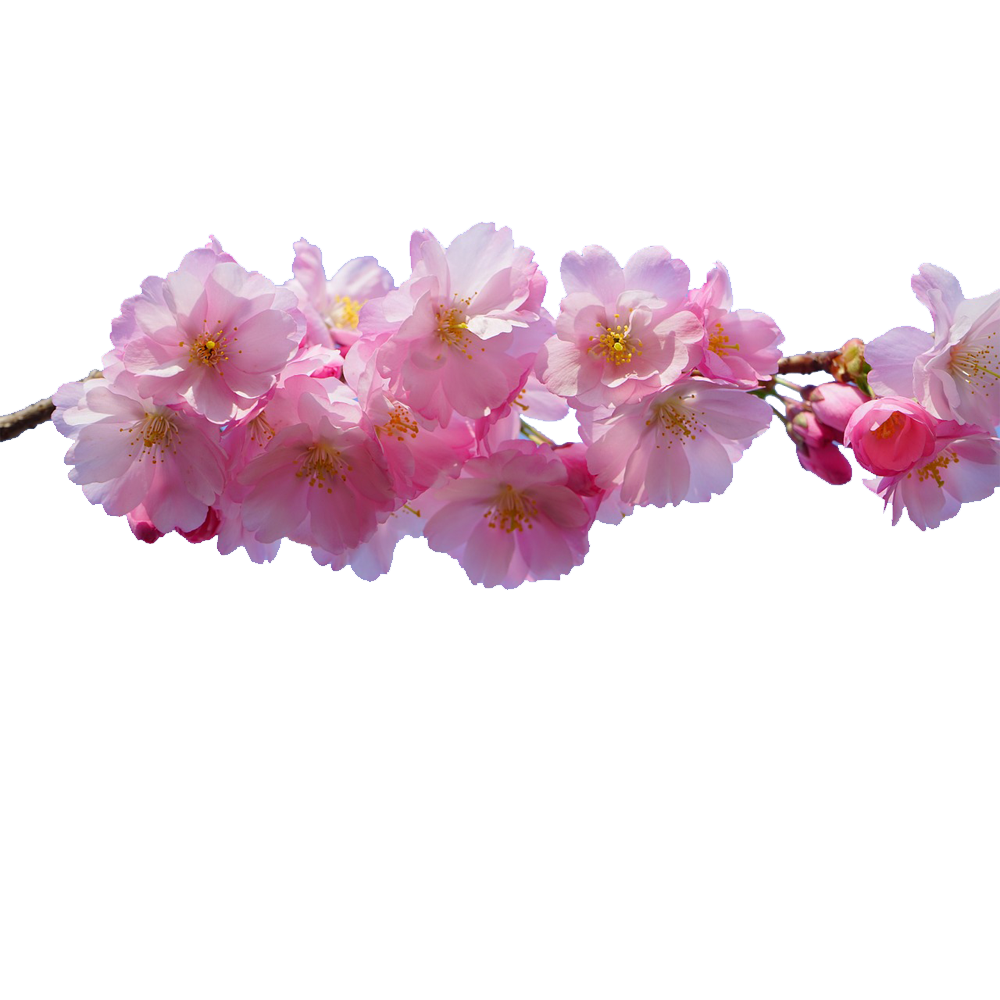Flower/Bunga Illustration PNG Download 7