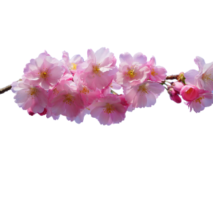 Flower/Bunga Illustration PNG Download 7