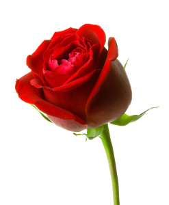 Flower/Bunga Illustration PNG Download 14