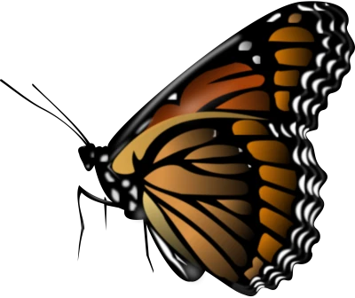 Butterfly PNG Transparent Image