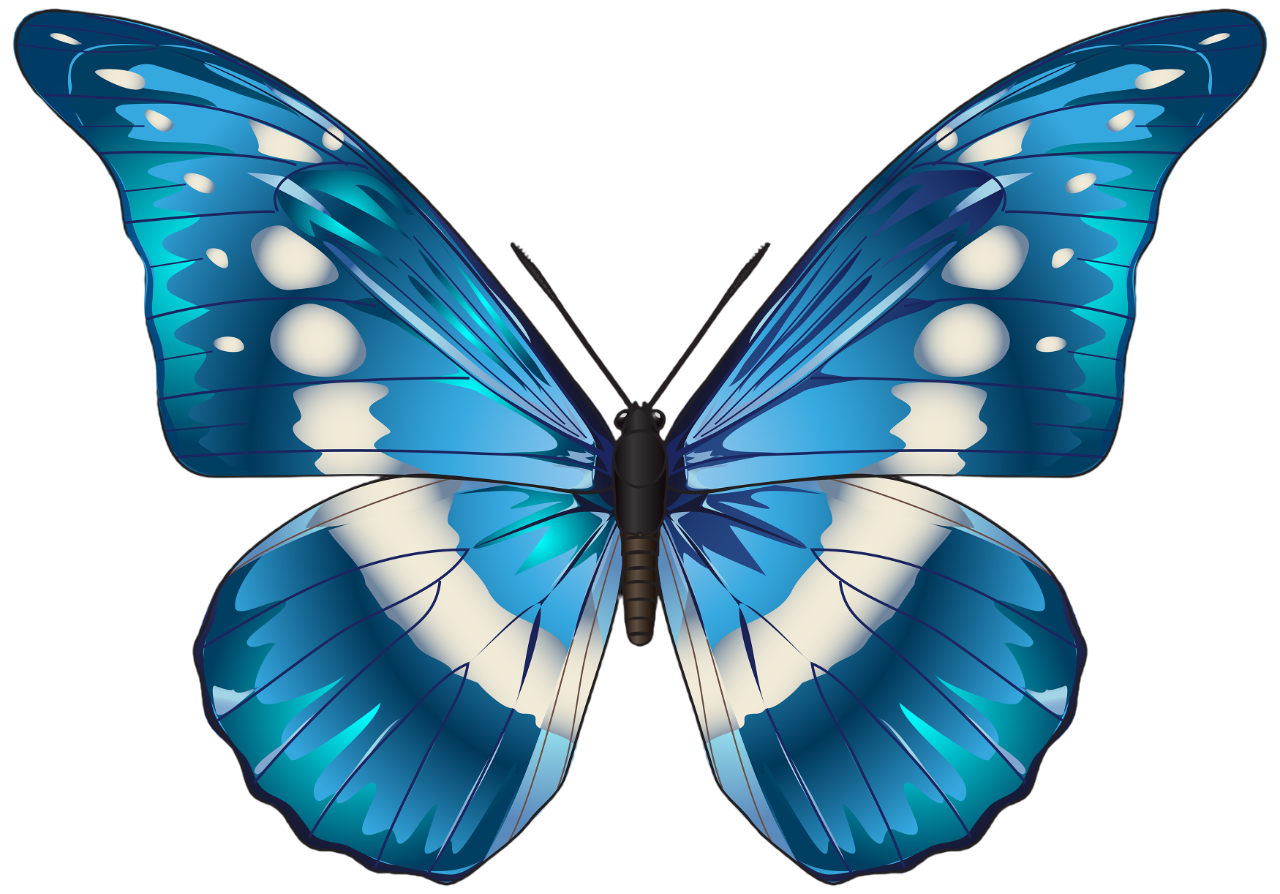 Butterfly PNG Transparent Image