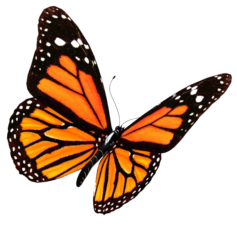 Butterfly PNG Transparent Image