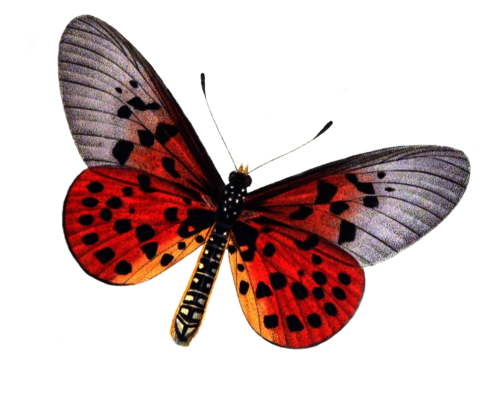 Butterfly PNG Transparent Image