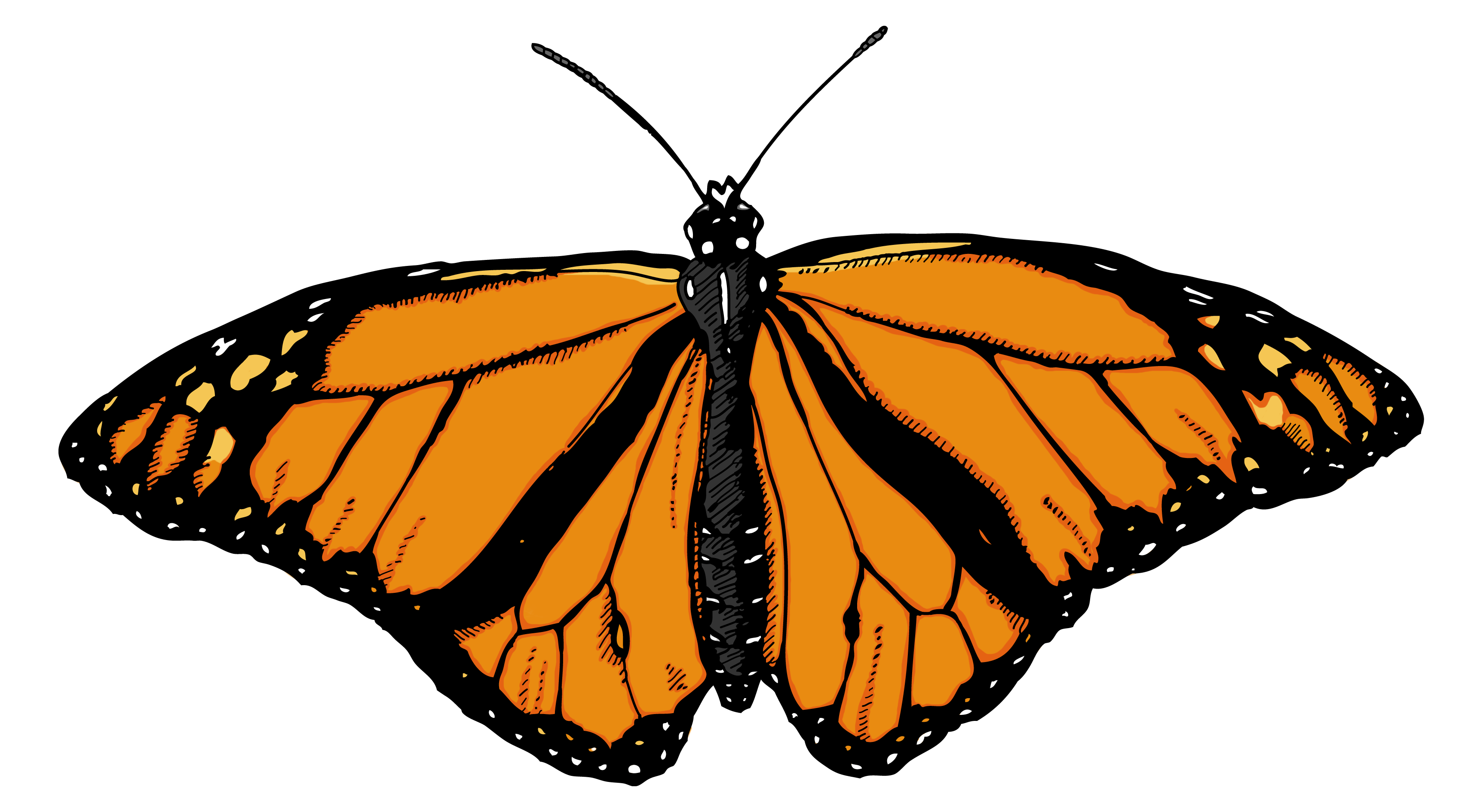 Butterfly PNG Transparent Image