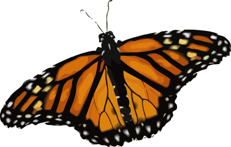 Colorful Butterfly Illustration PNG Download 1