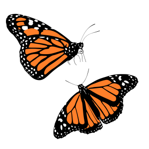 Colorful Butterfly Illustration PNG Download 2