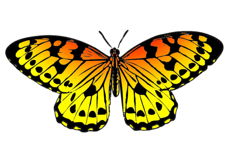 Colorful Butterfly Illustration PNG Download 3