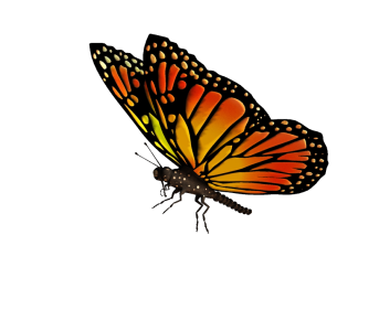 Colorful Butterfly Illustration PNG Download 4