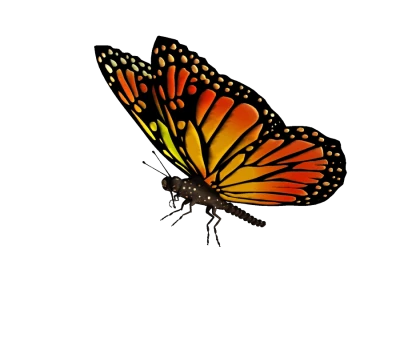 Colorful Butterfly Illustration PNG Download