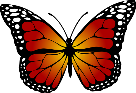 Colorful Butterfly Illustration PNG Download 5