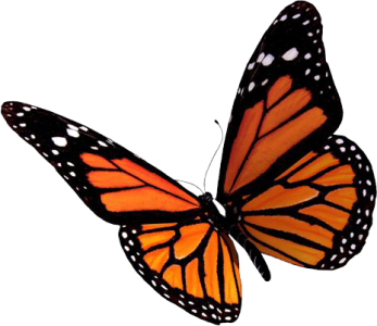 Colorful Butterfly Illustration PNG Download 7
