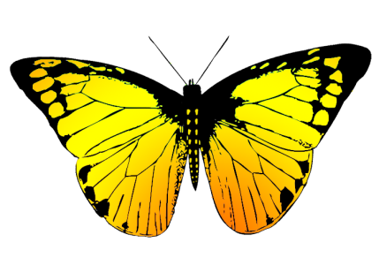 Colorful Butterfly Illustration PNG Download 9