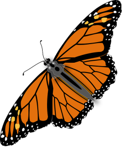 Colorful Butterfly Illustration PNG Download 10