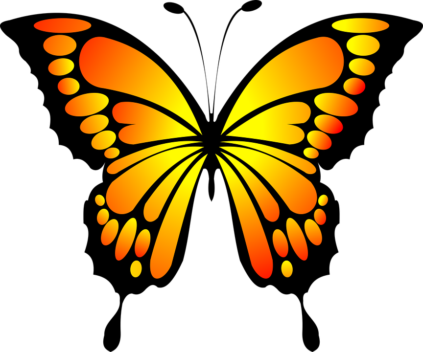 Colorful Butterfly Illustration PNG Download 11