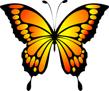 Colorful Butterfly Illustration PNG Download 11