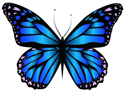 Colorful Butterfly Illustration PNG Download