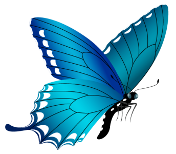 Colorful Butterfly Illustration PNG Download 13