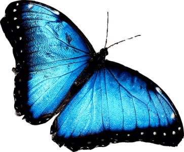 Colorful Butterfly Illustration PNG Download 15