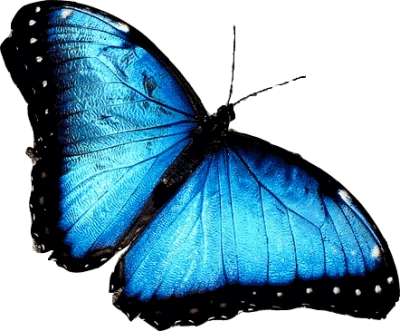Colorful Butterfly Illustration PNG Download