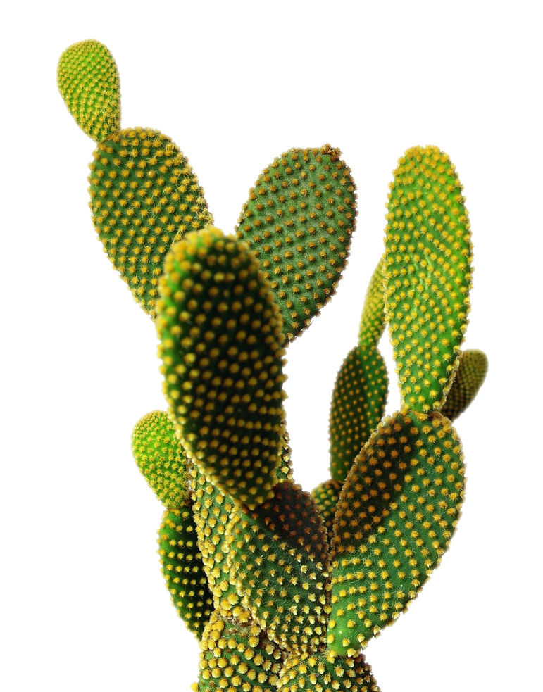 Cactus PNG Transparent Image 7