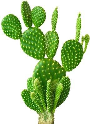 Cactus PNG Transparent Image