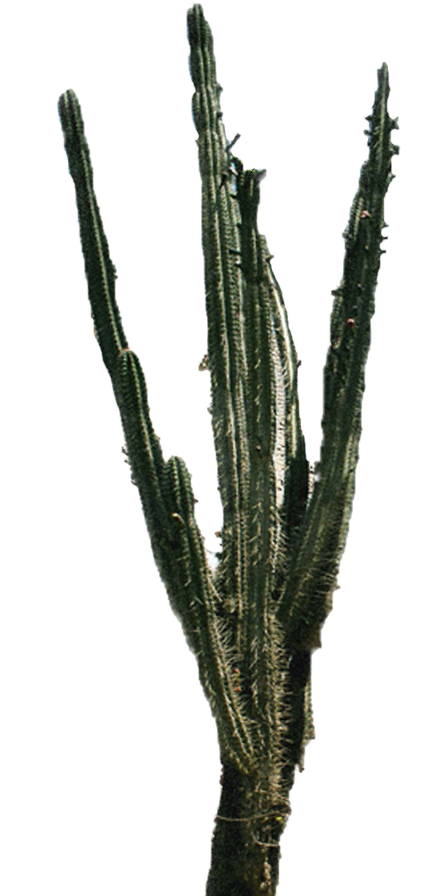 Cactus PNG Transparent Image 10