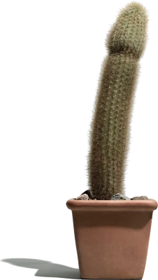 Cactus PNG Transparent Image