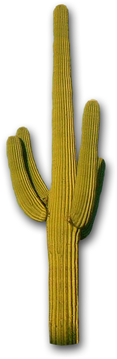 Cactus PNG Transparent Image 14