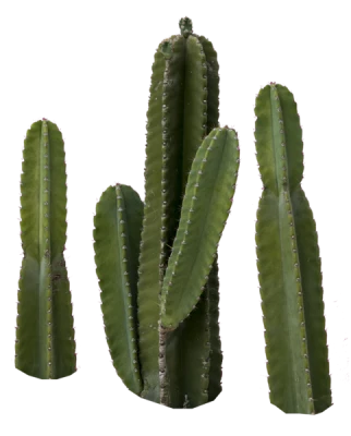 Cactus PNG Transparent Image