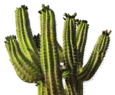 Cactus PNG Transparent Image