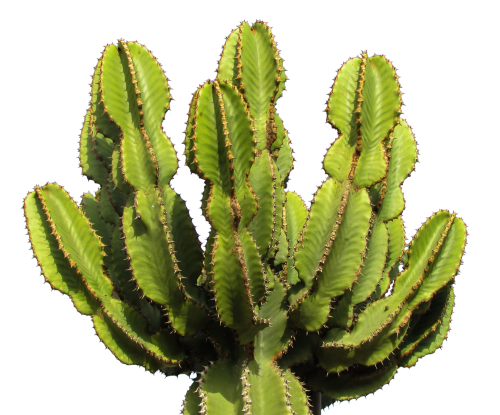 Cactus PNG Transparent Image 18
