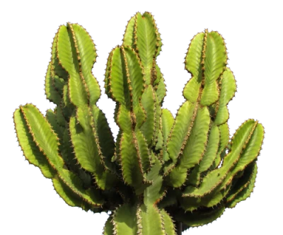 Cactus PNG Transparent Image