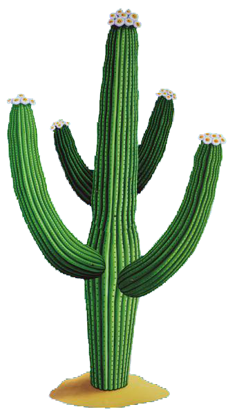 Desert Cactus Illustration PNG Download 1