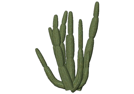 Desert Cactus Illustration PNG Download 3