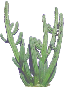Desert Cactus Illustration PNG Download 6