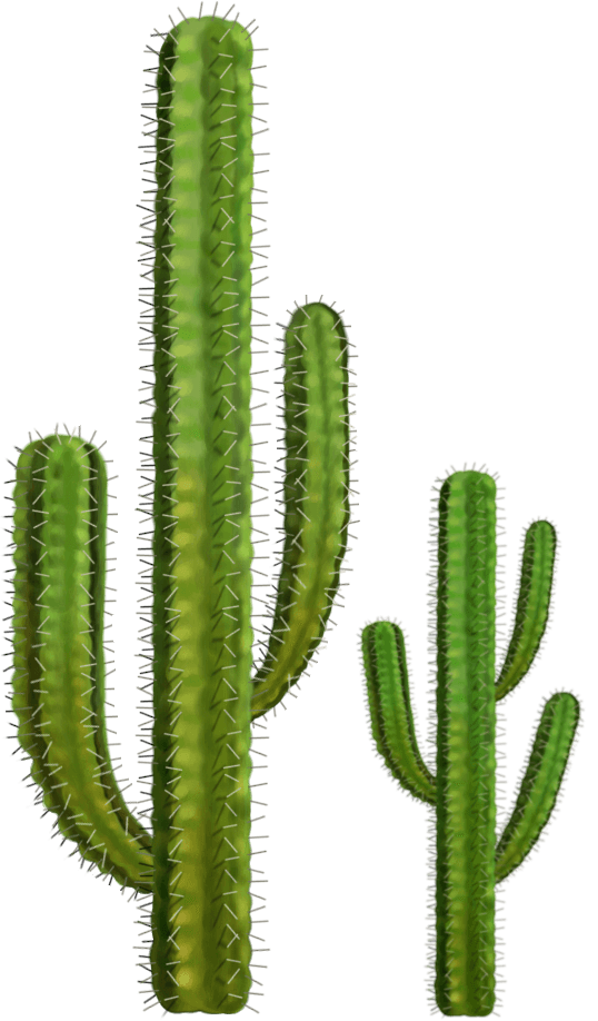 Desert Cactus Illustration PNG Download 7