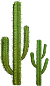 Desert Cactus Illustration PNG Download 7