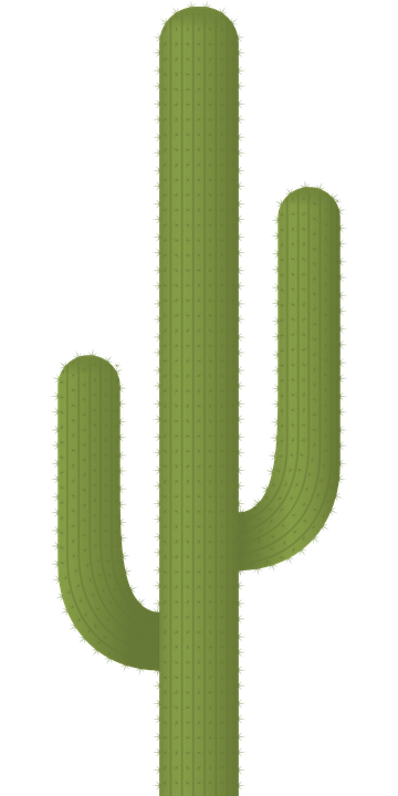 Desert Cactus Illustration PNG Download