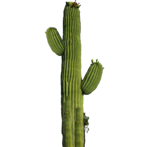 Desert Cactus Illustration PNG Download 9