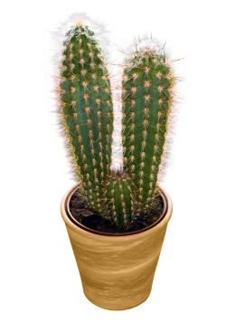 Desert Cactus Illustration PNG Download 10