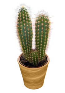 Desert Cactus Illustration PNG Download 10