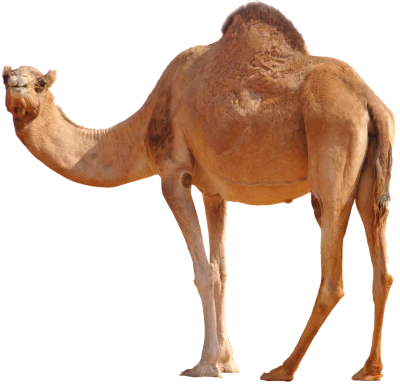 Camel PNG Transparent Image