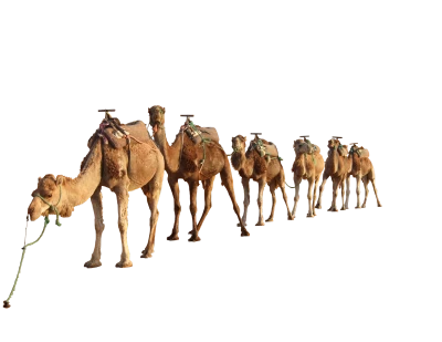 Camel PNG Transparent Image