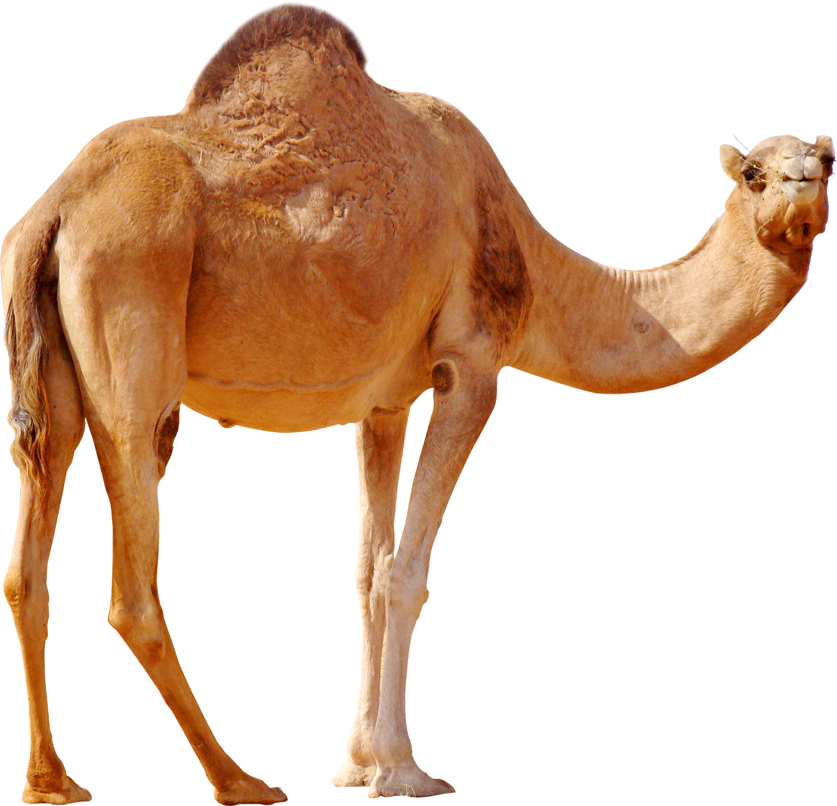 Camel PNG Transparent Image